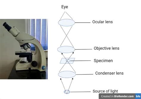 Working Mechanism of Light Microscope • Microbe Online