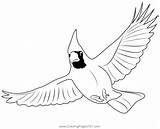 Cardinal Flying Coloring Page For Kids  Free Sparrows Printable sketch template