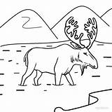 Printable Moose Coloring Pages For Kids  Cool2bKids sketch template