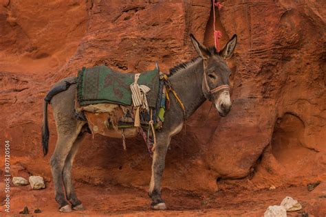 Foto de pack donkey animal slave tied to sand stone rock mountain in ...