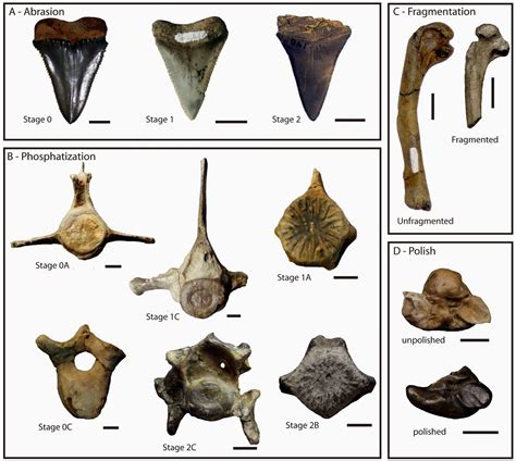 The Coastal Paleontologist: March 2014