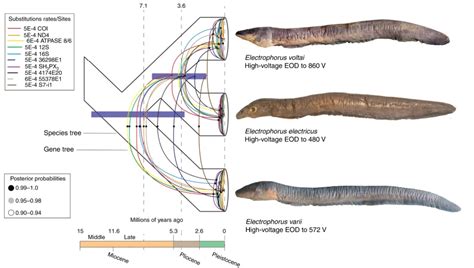 New Species of Electric Eel Is the Most Shocking Yet