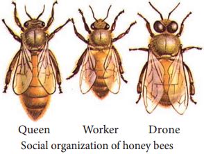 Apiculture Methods Definition and Its Structure – NCERT MCQ