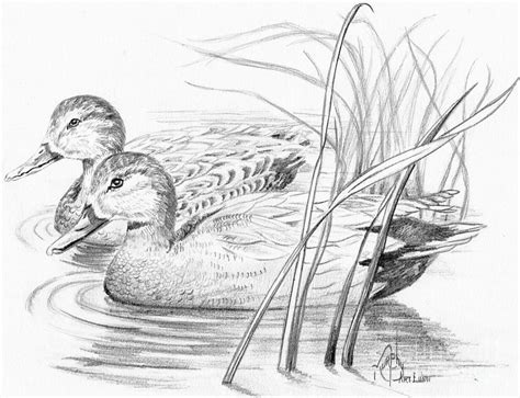 Ducks Drawing by Murphy Elliott - Pixels