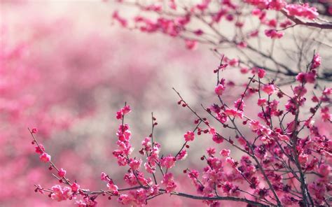 wallpaper for desktop, laptop | nf15-pink-blossom-nature-flower-spring-love