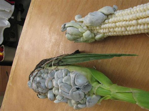 Corn Smut – Black Kernels | Walter Reeves: The Georgia Gardener