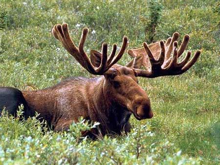 The Moose Animal Biography | The Animals Biography