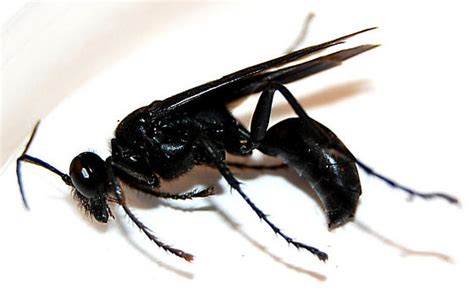 Black Wasp Sting Pictures, Pain, Swelling, Home remedies - BigBear Pest ...