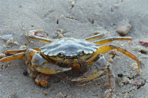 Free Images : beach, water, nature, sand, ocean, shore, shoreline, food, seafood, fauna ...