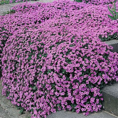 Aubrieta 'Purple Cascade' F1 Hybrid - Perennial & Biennial Seeds ...