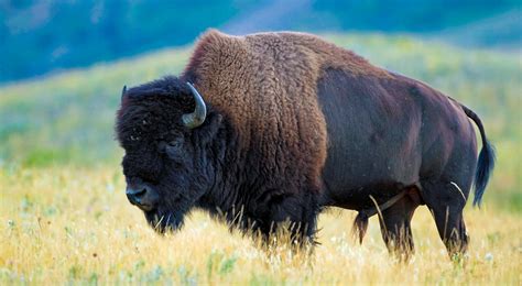 Plains Bison | Hunting in Alaska - Alaska Outdoors Supersite