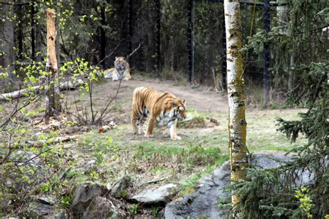 A day at the Alaska Zoo