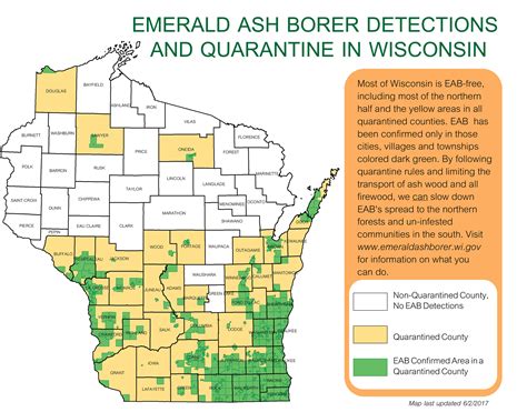 Weathering The Emerald Ash Borer Storm In Wisconsin | WisContext