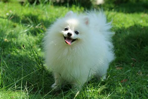 Cute Dogs: Pomeranian dog