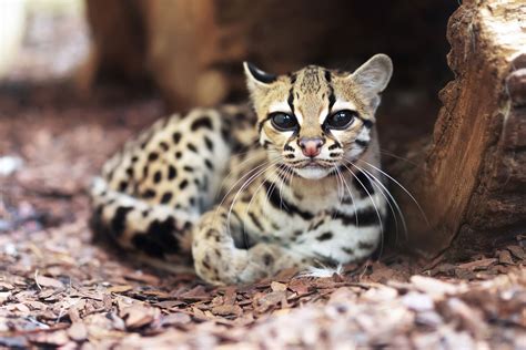 The cutest animals in the world that you never knew existed | CN Traveller