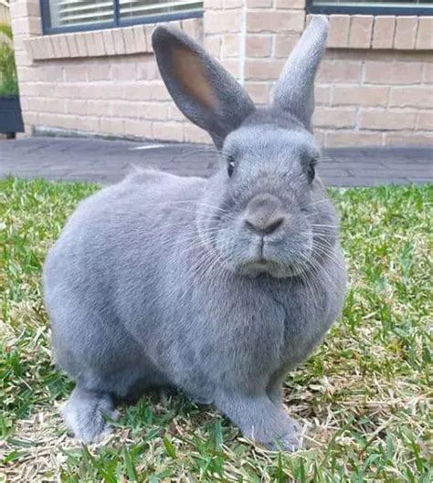 American Blue Rabbit Breed Profile [With Pictures!] | ThePetFAQ