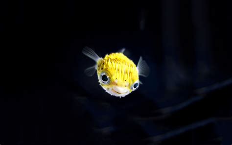 Pufferfish Wallpapers - Wallpaper Cave