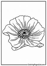 Poppy Coloring Pages 24 Free PDF Printables  List sketch template