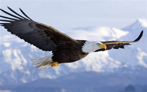 Bald Eagle in mid-air flight… | pgcps mess - Reform Sasscer without delay.