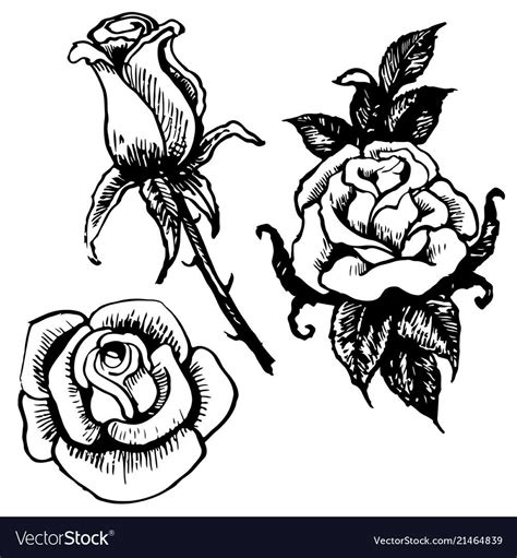 Rose and leaves hand drawn vector image on VectorStock | How to draw hands, Hand drawn vector ...