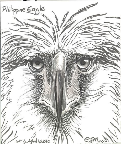 Philippine Eagle Drawing Easy