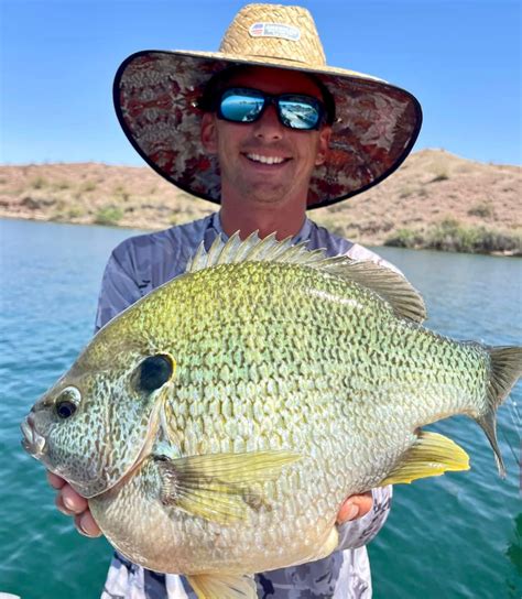 Lake Havasu - Fish Reports & Map