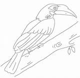 Hornbill Coloring Pages  Free Printable For Kids sketch template