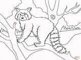 Raccoons Coloring Pages  Home sketch template