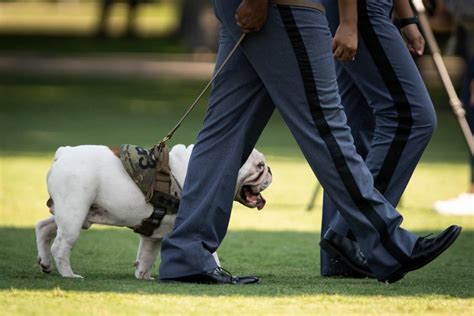 Meet The Citadel's new mascot, Gen. Mike D. Groshon, a.k.a. G3 - The Citadel Today