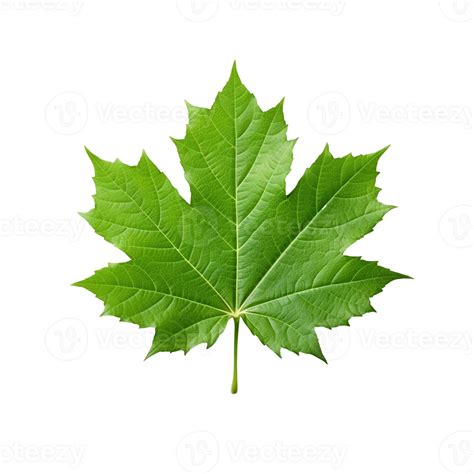 Green maple leaf isolated on white background, created with generative ...