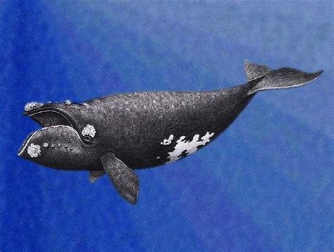 North Pacific Right Whale Spotted Only the Second Time in 62 Years - Faxo