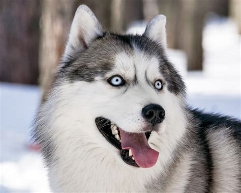 husky angry look : husky