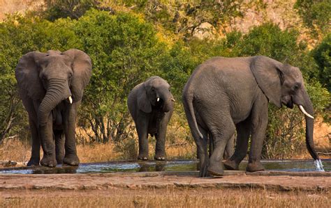 File:Kruger Park Elephants 2.jpg - Wikimedia Commons