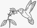 Hummingbird Coloring Pages sketch template