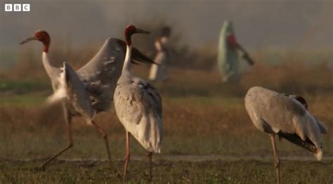 Wetlands: Wild Birds Of The Ganges River In India | Boomers Daily