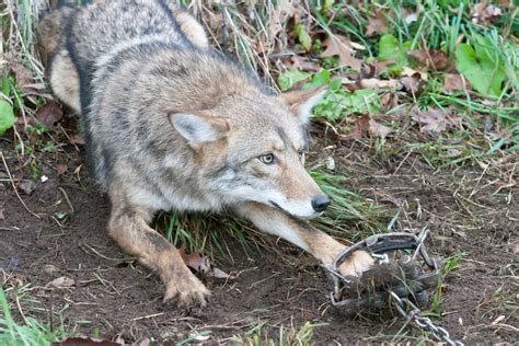 Petition against Stanley Park coyote cull sees boost - Vancouver Is Awesome