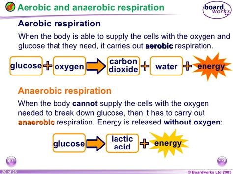 Word Equation For Anaerobic Respiration In Human Muscle Cells - Tessshebaylo