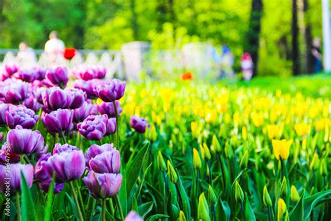 🔥 Free download Nature concept beautiful spring landscape with tulips ...