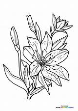 Easter Lily  Coloring Pages For Kids sketch template