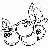 Blueberry Coloring Pages Printable For Free Download sketch template