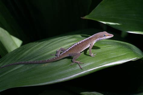 A resting green anole (Anolis carolinensis) from Louisiana | The ...