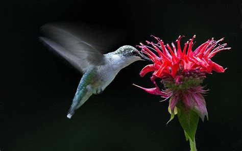 Hummingbird Wallpapers - Wallpaper Cave