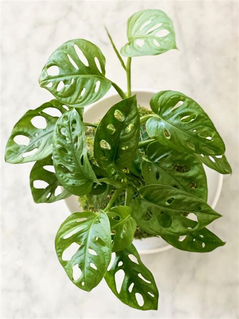 Monstera Adansonii Care Guide | Swiss Cheese Vine - AroidWiki