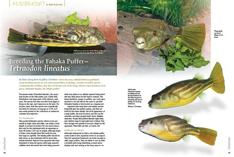 AMAZONAS Magazine "Exploring Pelvicachromis” Inside Look! - AMAZONAS Magazine