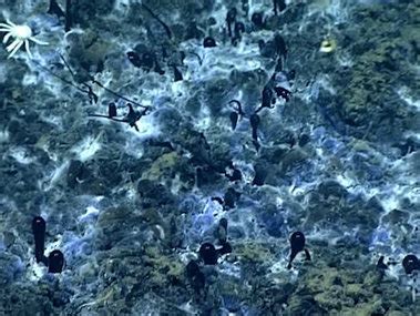 Education: Themes: Cold Seeps: Multimedia: NOAA Ocean Exploration