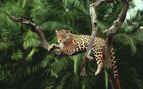 HD wallpaper: Louisiana Catahoula Leopard Dog, Holidays | Wallpaper Flare