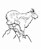 Mountain Goat Coloring Page & coloring Book sketch template