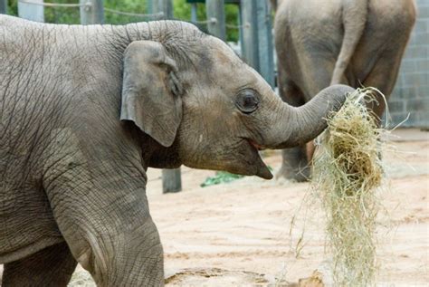 Houston Zoo announces June reopening with new reservation policy | Community Impact