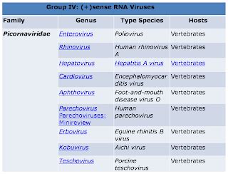 All about Viruses: Picornaviridae and Orthomyxoviridae