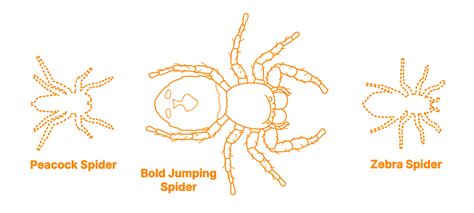 Bold Jumping Spider (Phidippus audax) Dimensions & Drawings ...